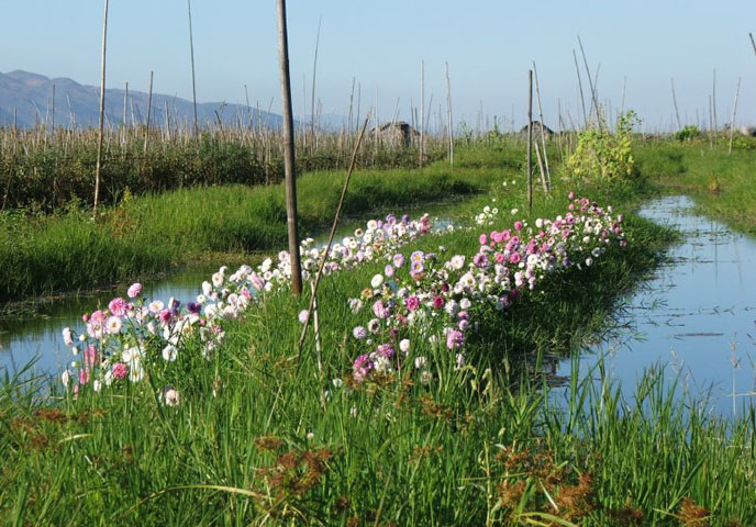 Viaggi Birmania | giardino Intha, lago Inle